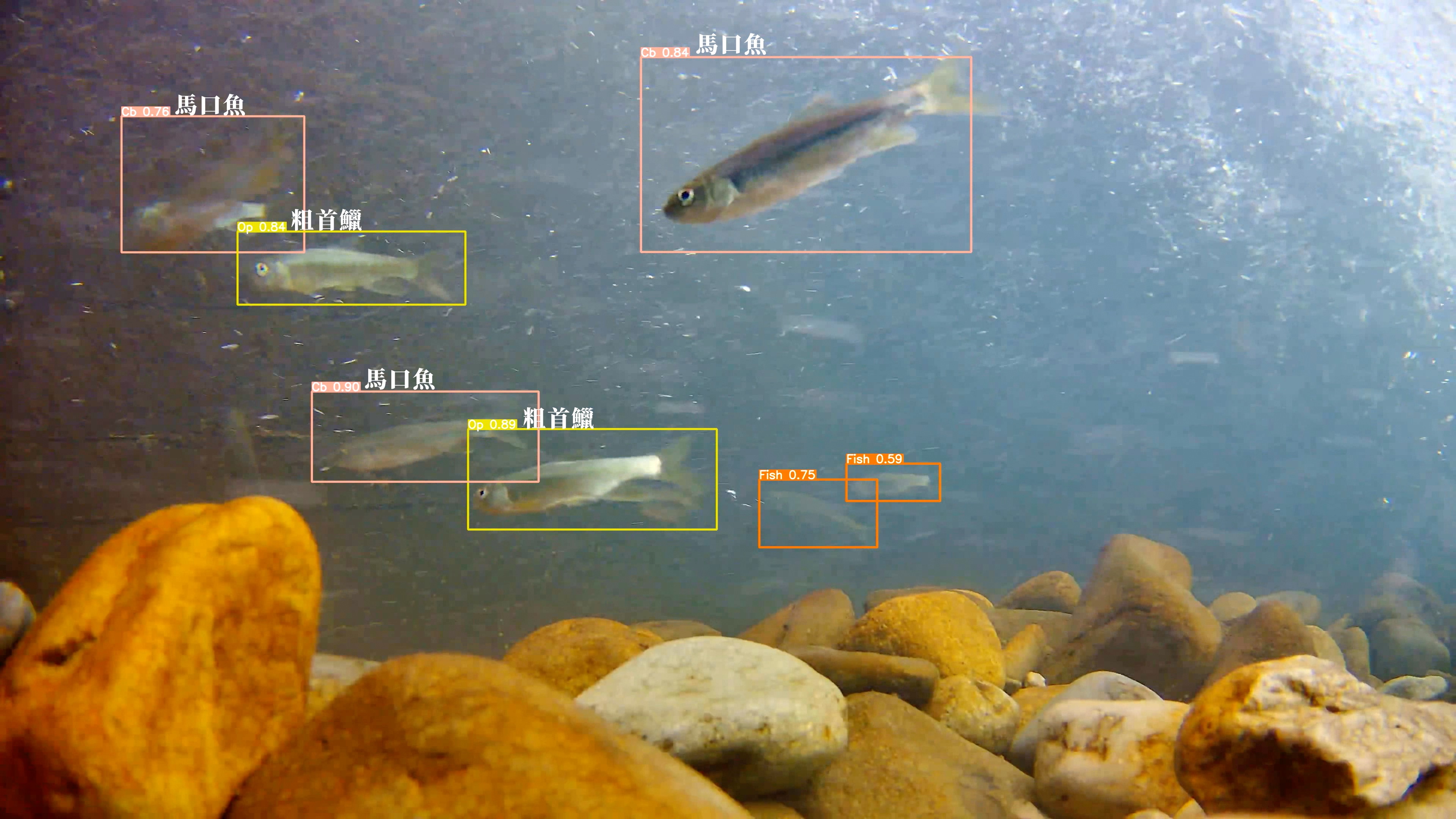 台電研發導入「AI生物辨識」技術,透過專業人員進行生物辨識標記及建立影像資料庫,更即時且全面地掌握魚道利用成效。