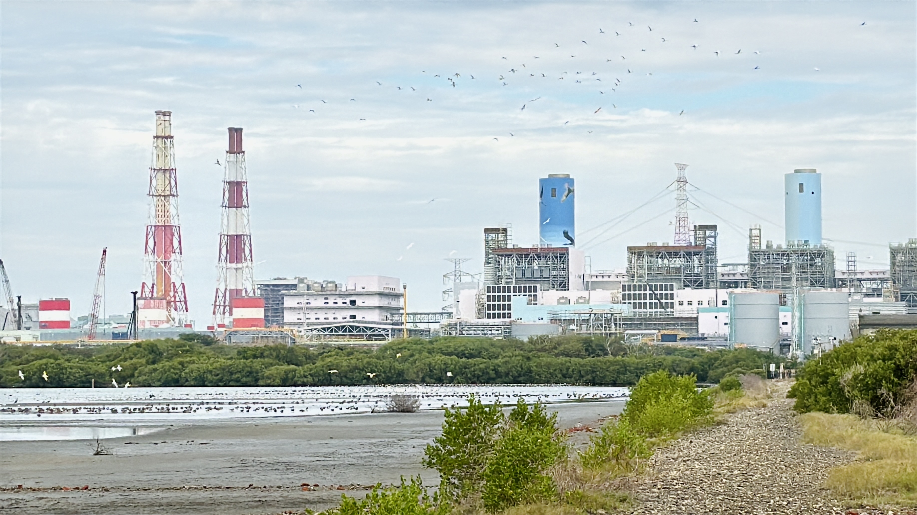 台電投入高雄永安濕地保育逾10年,透過科學化管理,結合水位調控技術,將濕地打造為適合候鳥棲息覓食的「水鳥大飯店」。