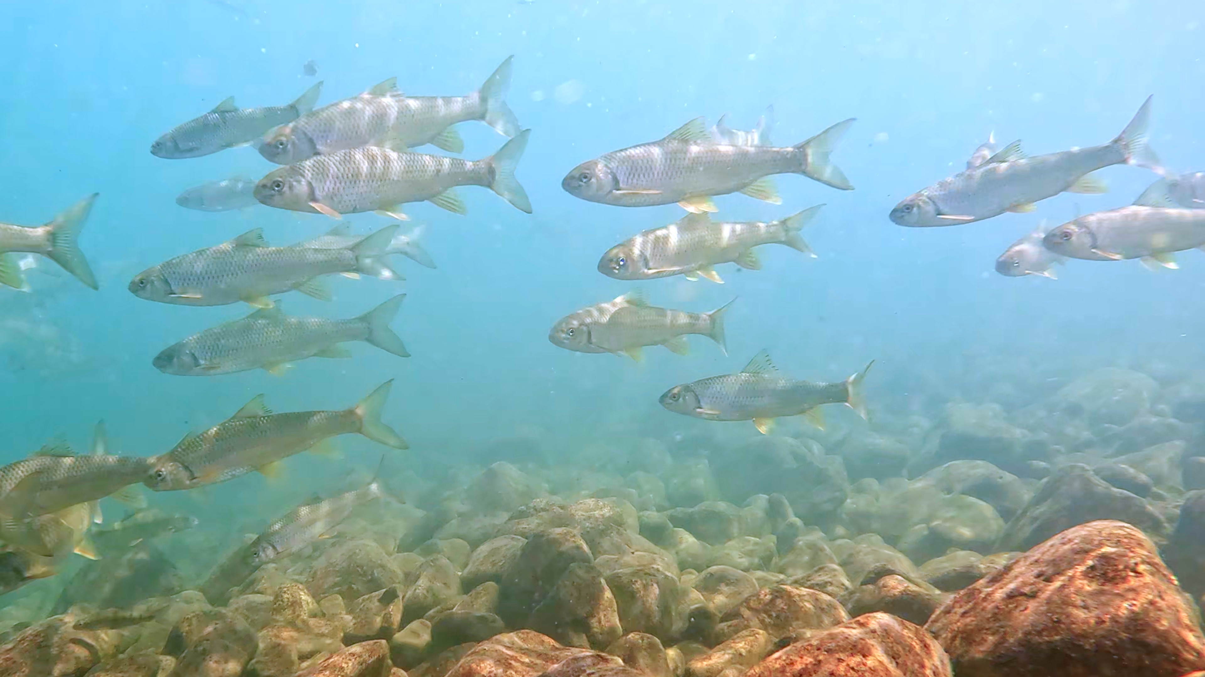 The OECM initiative promoted by Taipower covers the upstream and downstream sections of the Ma'an Dam along the Dajia River. The area hosts up to 17 fish species and serves as a critical habitat for native species such as the Taiwan torrent carp, Taiwan shovel-jaw carp, and river loach.