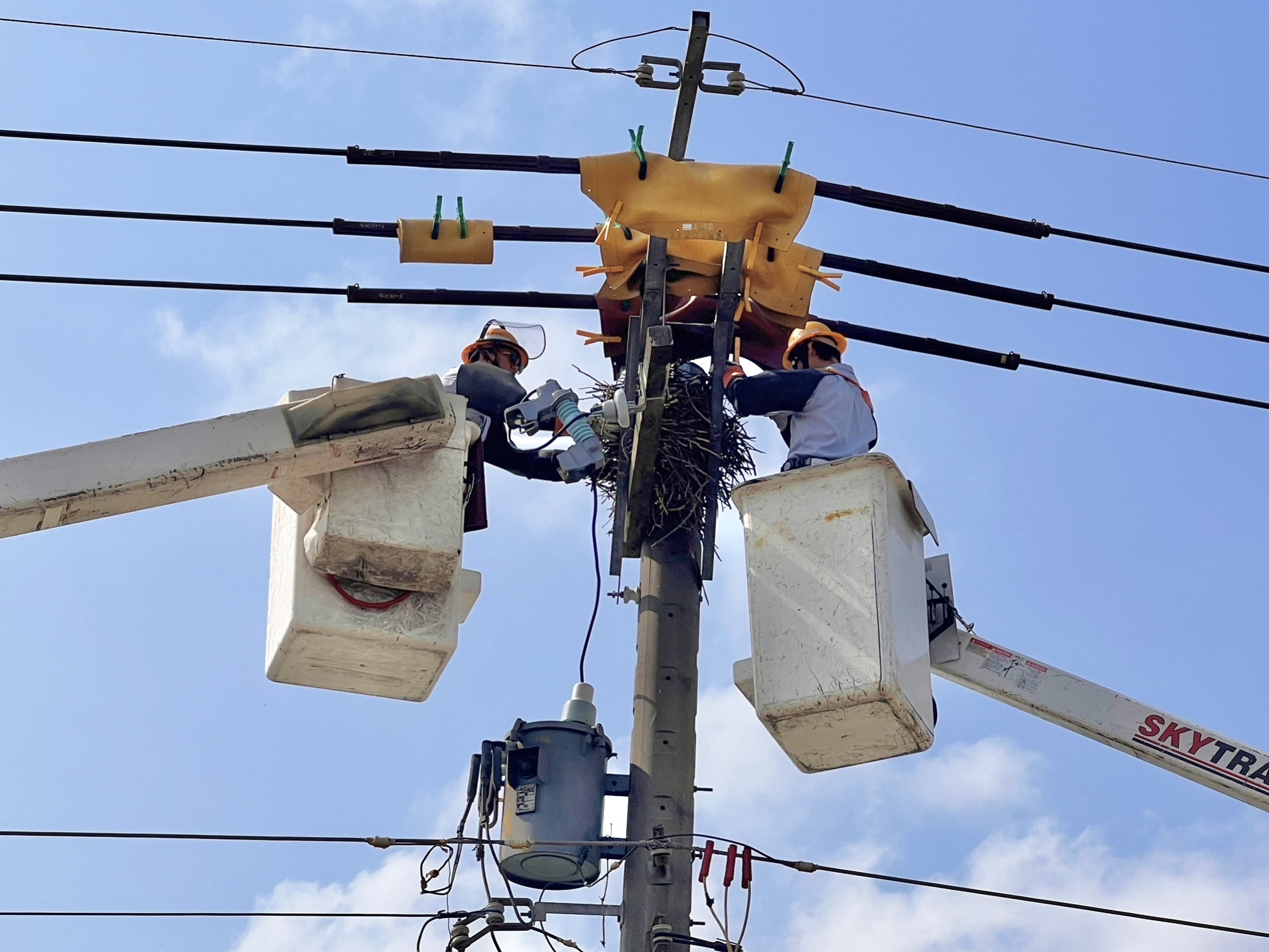 On March 5, 2025, as part of its Jingzhe operation, Taipower mobilized over 4000 personnel to enhance power supply stability. In addition to transplanting bird nests found on top of utility poles and installing environmentally friendly bird baskets—leading birds away from danger—personnel also installed anti-rat and anti-snake netting, bird repellers, and other equipment to prevent wildlife incursion, striving to ensure a win-win scenario for the power supply and ecology.