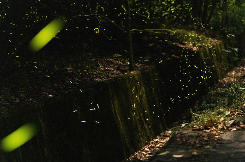 卓蘭電廠以水土保持友善環境工法設置邊坡坑溝導引流水，營造螢火蟲喜愛的潮濕環境。