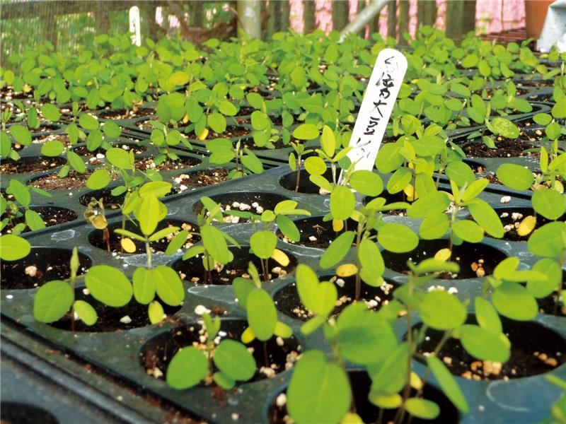 Taipower has successfully replanted the native ‘Formosan soy beans’ at Wanda Power Station—the native soybeans have disappeared from Nantou for half century 